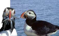 Puffins