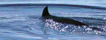 Minke whale