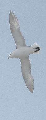 Fulmar boral