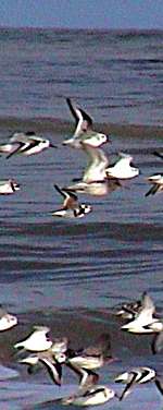 Sanderlings